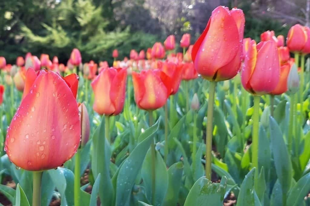 Araluen Botanical Park, Roleystone