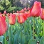 Araluen Botanical Park, Roleystone