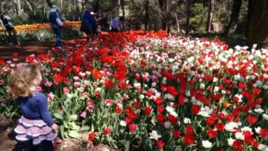 Araluen Botanical Park, Roleystone