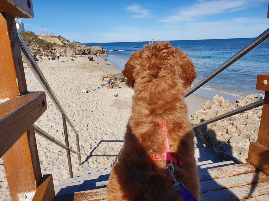 Dog Beach in Perth