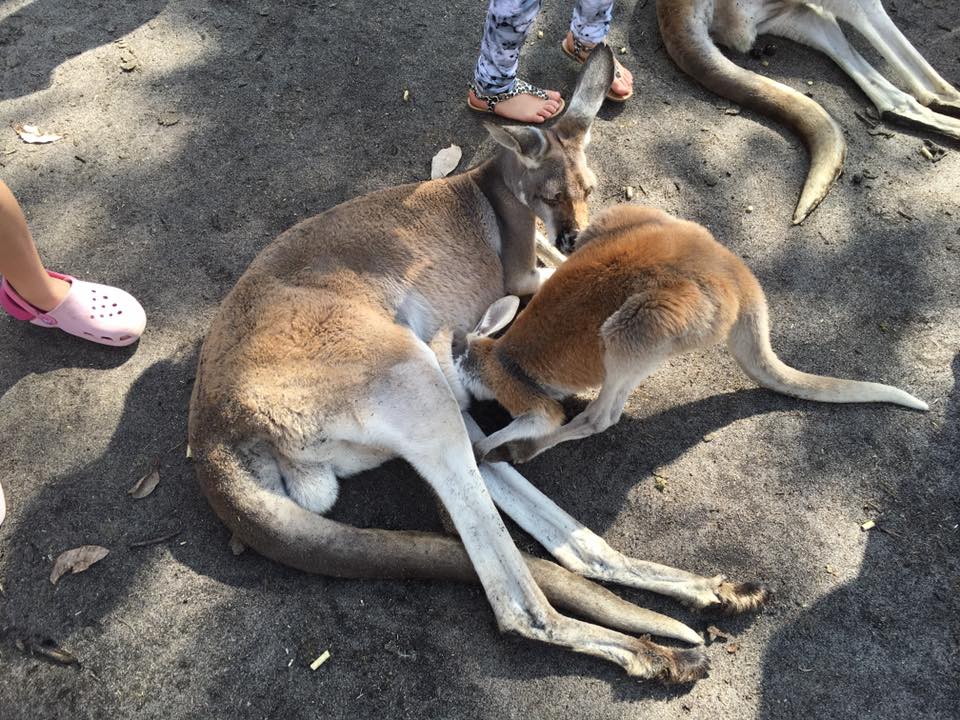 Caversham Wildlife Park