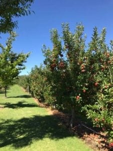 Apple Picking Core Cider House