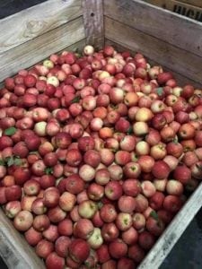 Apple Picking Core Cider House