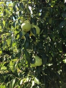 Apple Picking Core Cider House