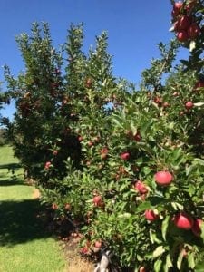 Apple Picking Core Cider House