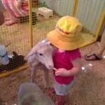 Swan Valley Cuddly Animal Farm