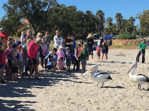 Pelican Feeding Kalbarri