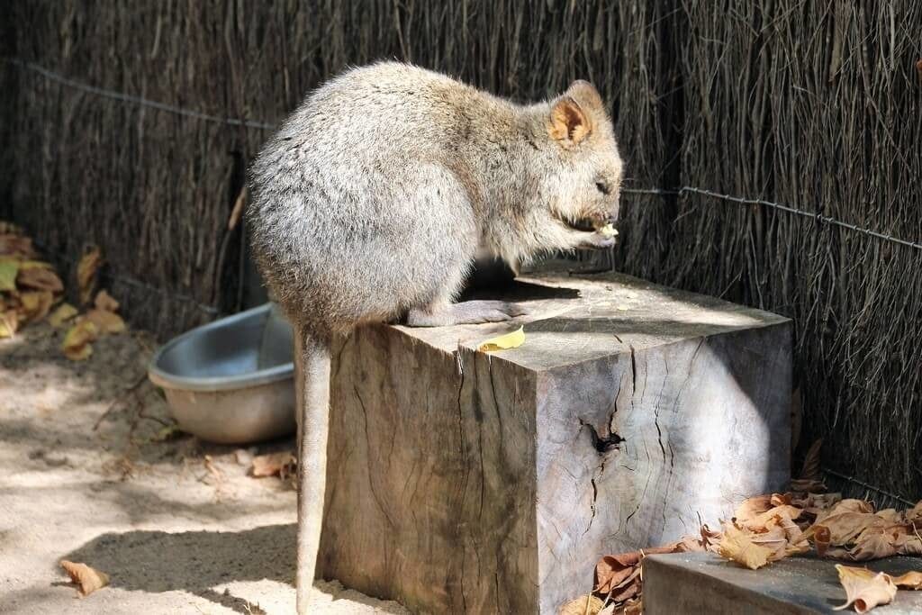 Close Encounters Perth Zoo