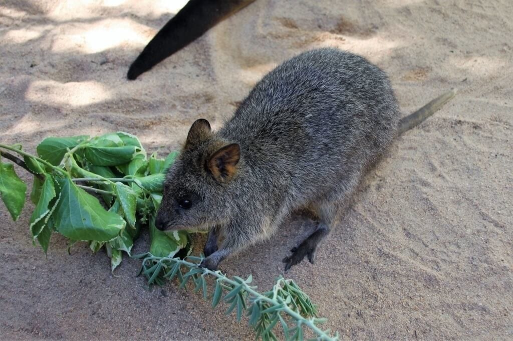 Close Encounters Perth Zoo