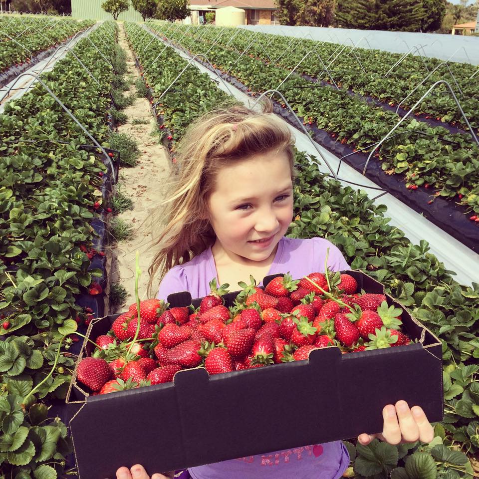 strawberry picking