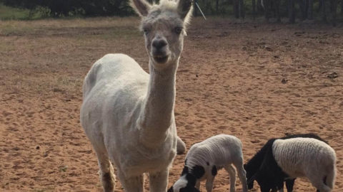 Willowbrook Farm Gingin