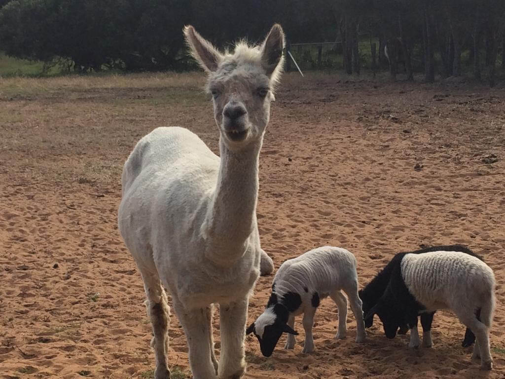 Willowbrook Farm Gingin