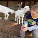 Swan Valley Cuddly Animal Farm