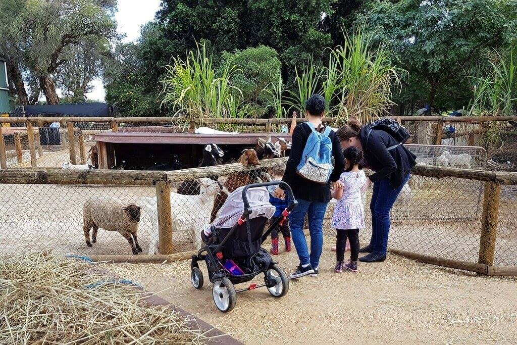 Swan Valley Cuddly Animal Farm