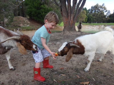ollie_with_goats_small