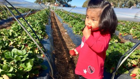 Lena Strawberry Farm