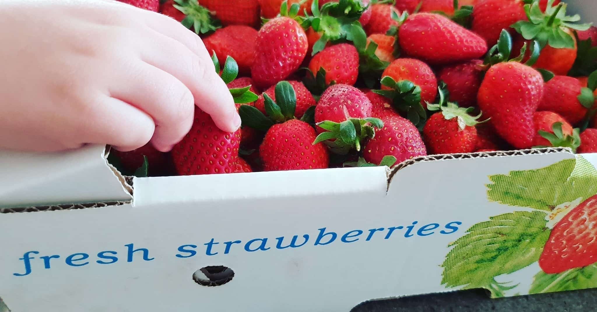 D'Uva's Strawberry Picking, Wanneroo