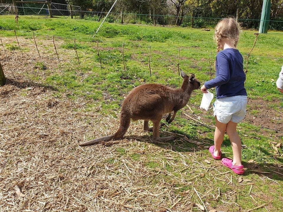 Denmark Animal Farm