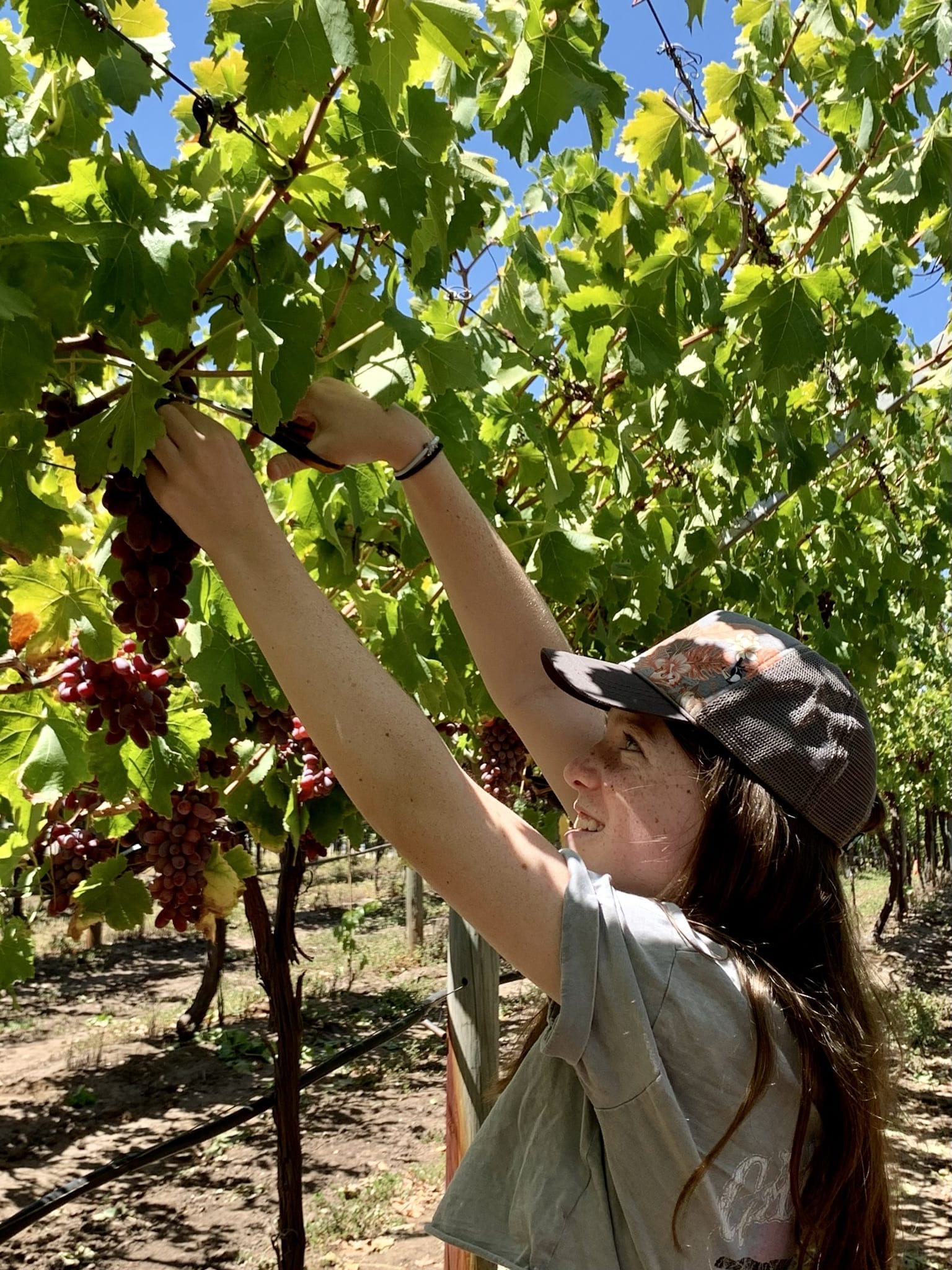 Grapes On Swan