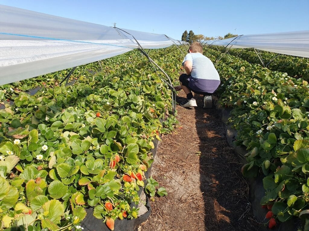 Sue and Tim’s Strawberry Farm, Wanneroo