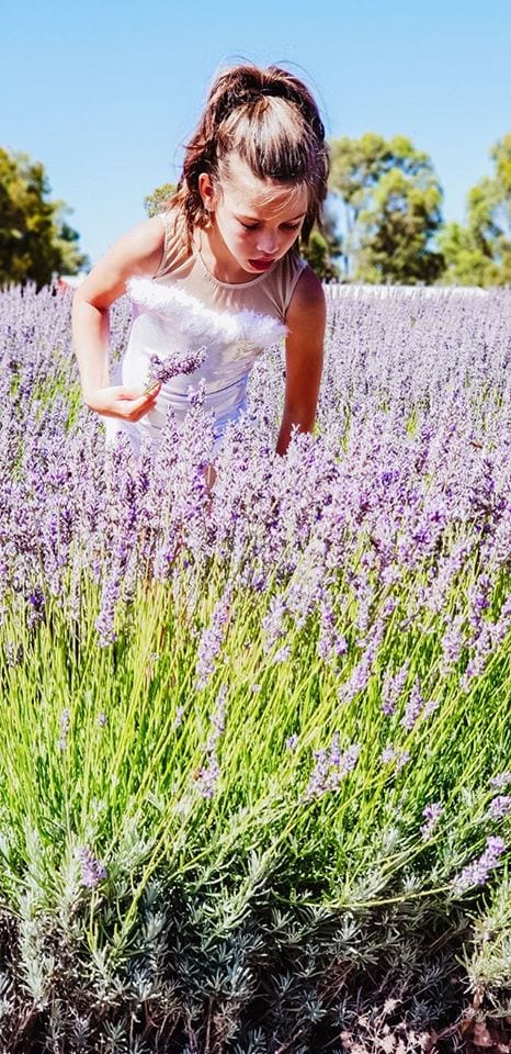 Yanchep Lavender Farm, Carabooda - Buggybuddys guide to Perth