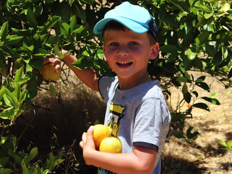 JakePickingOranges750x563