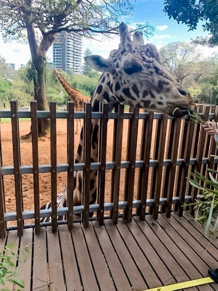 Close Encounters Perth Zoo