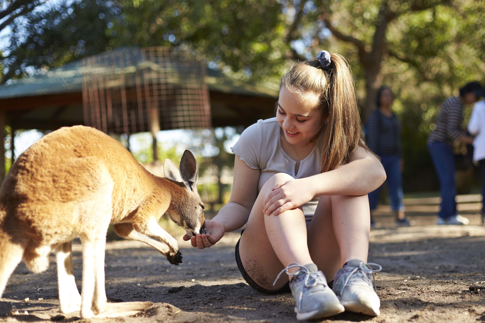 Whiteman Park feeding kangaroos Caversham Wildlife Park 1MB