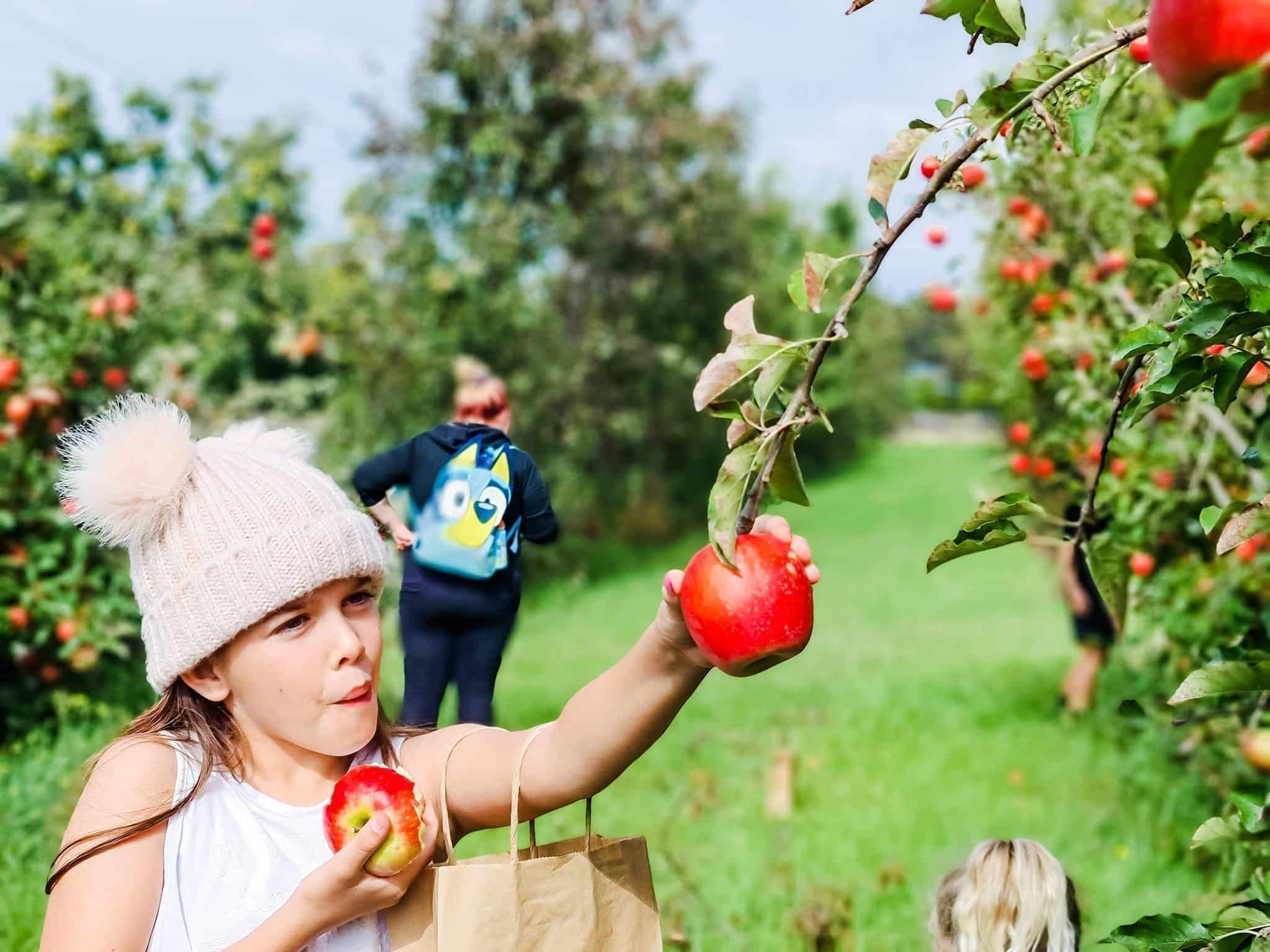 Apple Picking Tour at Core Cider House