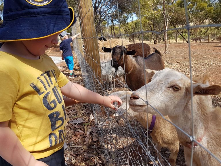 4x3 ftf goats and sheep 768x576