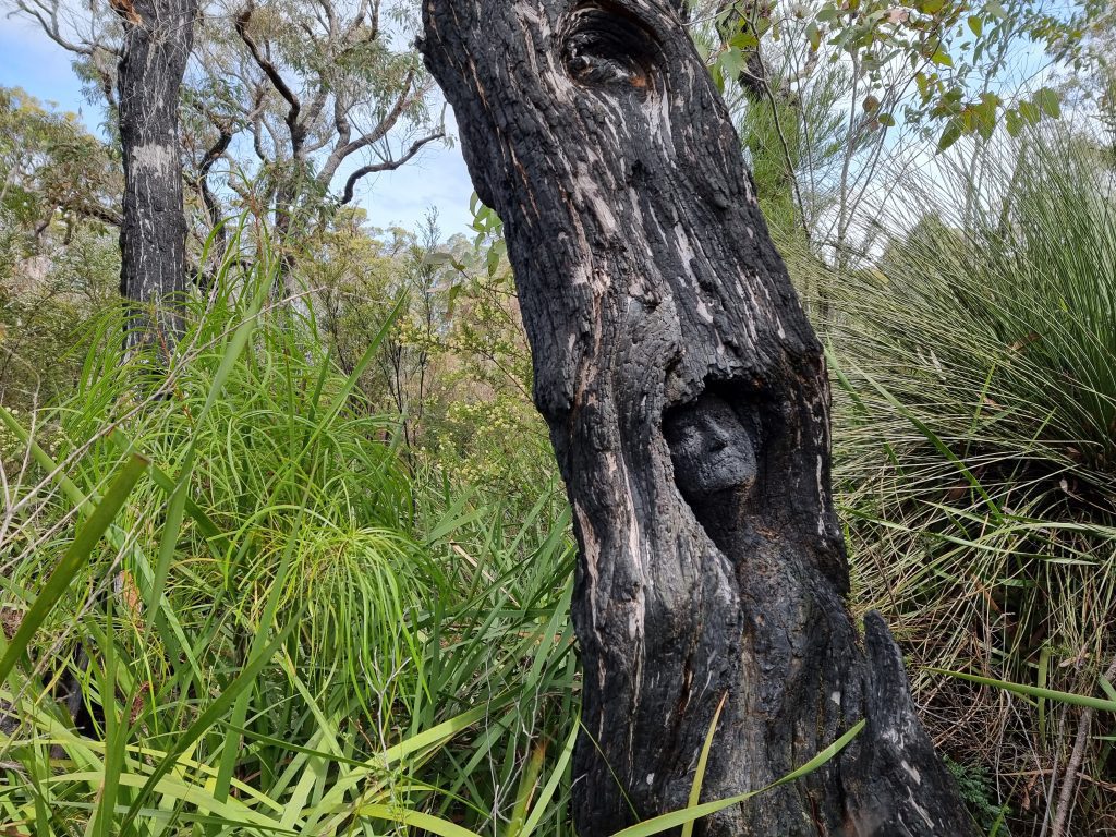 Understory Art and Nature Trail