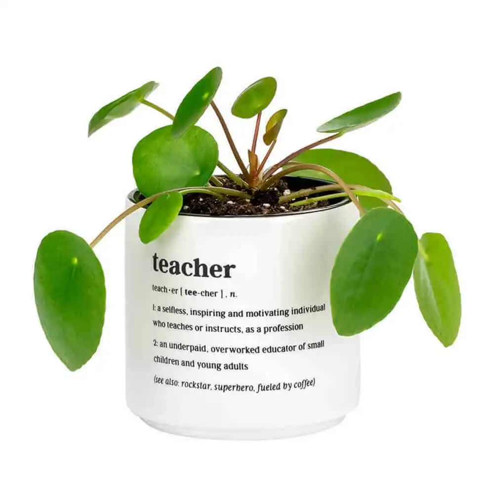 A Teacher Defined Desk Planter