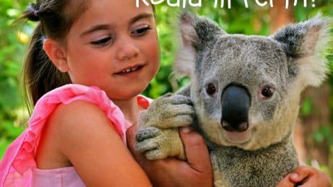 Where can I hold a koala in Perth