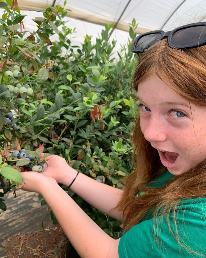 Where to go Blueberry Picking in Perth
