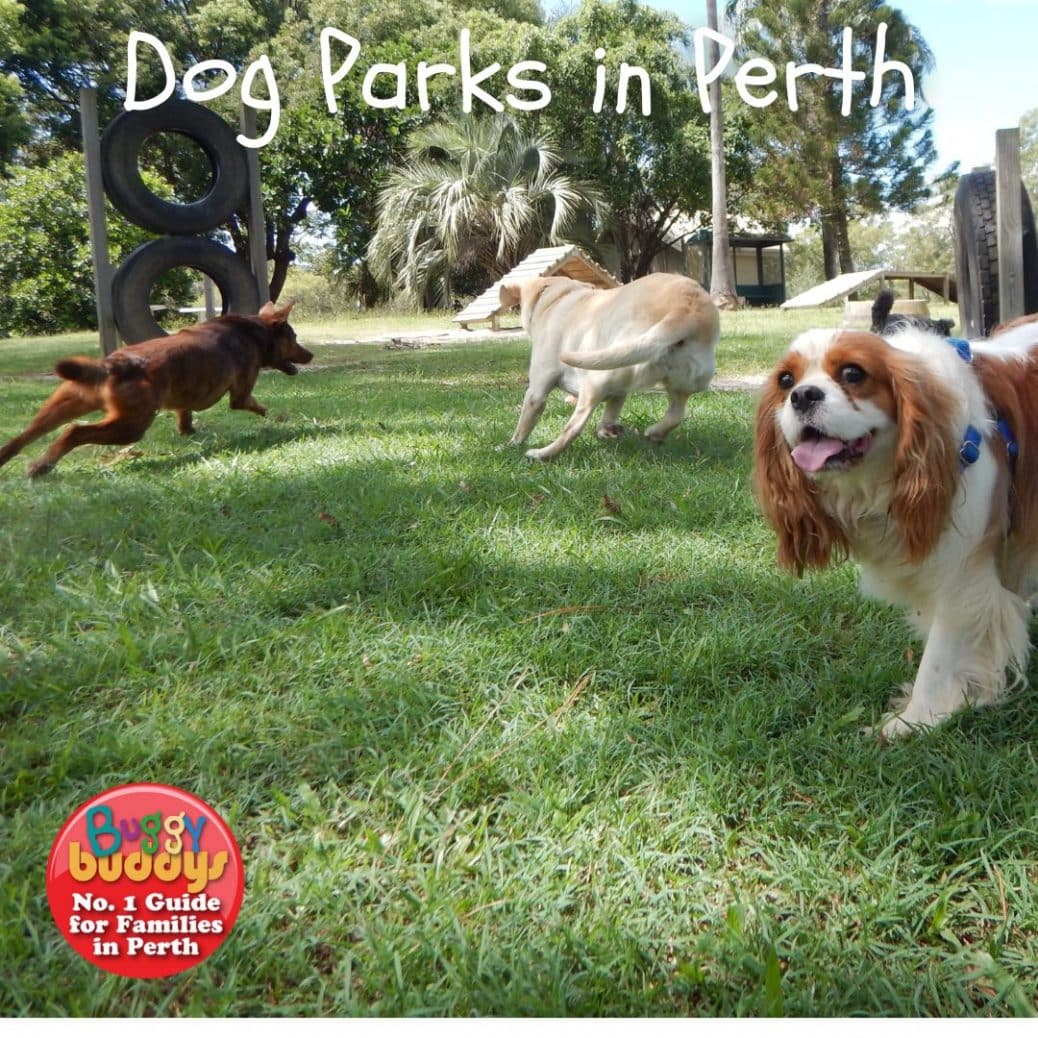 the-best-dog-parks-in-perth-for-your-pooch-enclosed-dog-friendly-parks