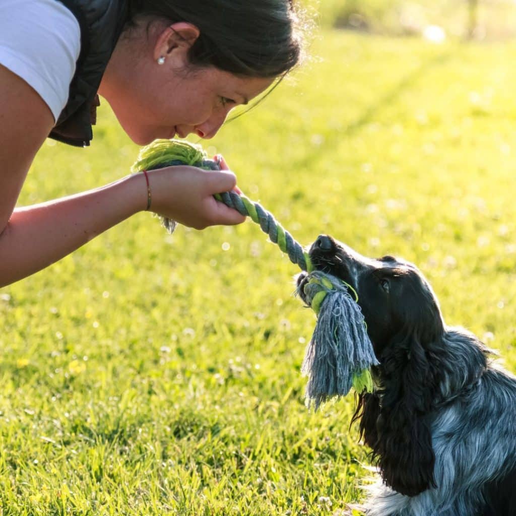 Dog Training Classes In Perth Train Your Dog To Learn About Obedience Dog Training Classes In Perth Train Your Dog To Learn About Obedience
