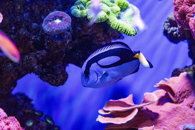 Buggy Buddies 900x600px – 14 768x512