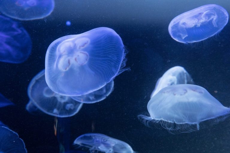 Buggy Buddies 900x600px – 15 768x512