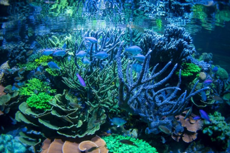 Buggy Buddies 900x600px – 16 768x512