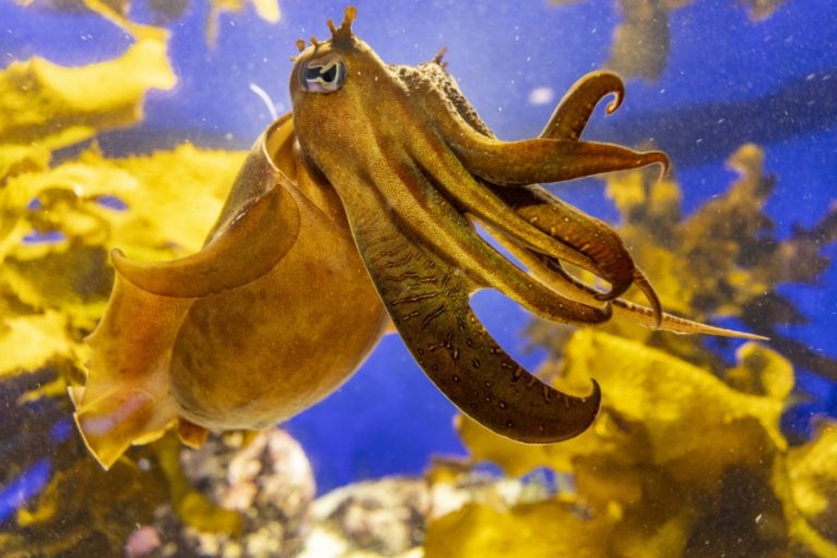 Buggy Buddies 900x600px – 18 768x512