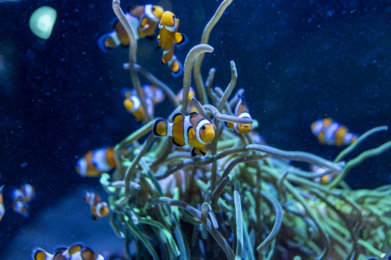 Buggy Buddies 900x600px – 19 768x512