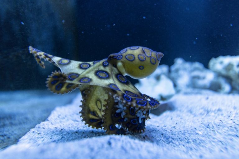 Buggy Buddies 900x600px – 20 768x512