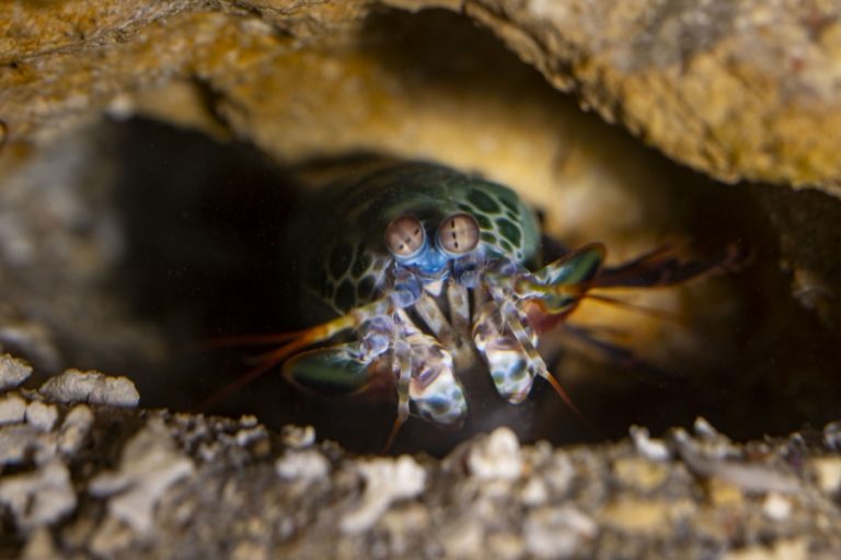 Buggy Buddies 900x600px – 21 768x512