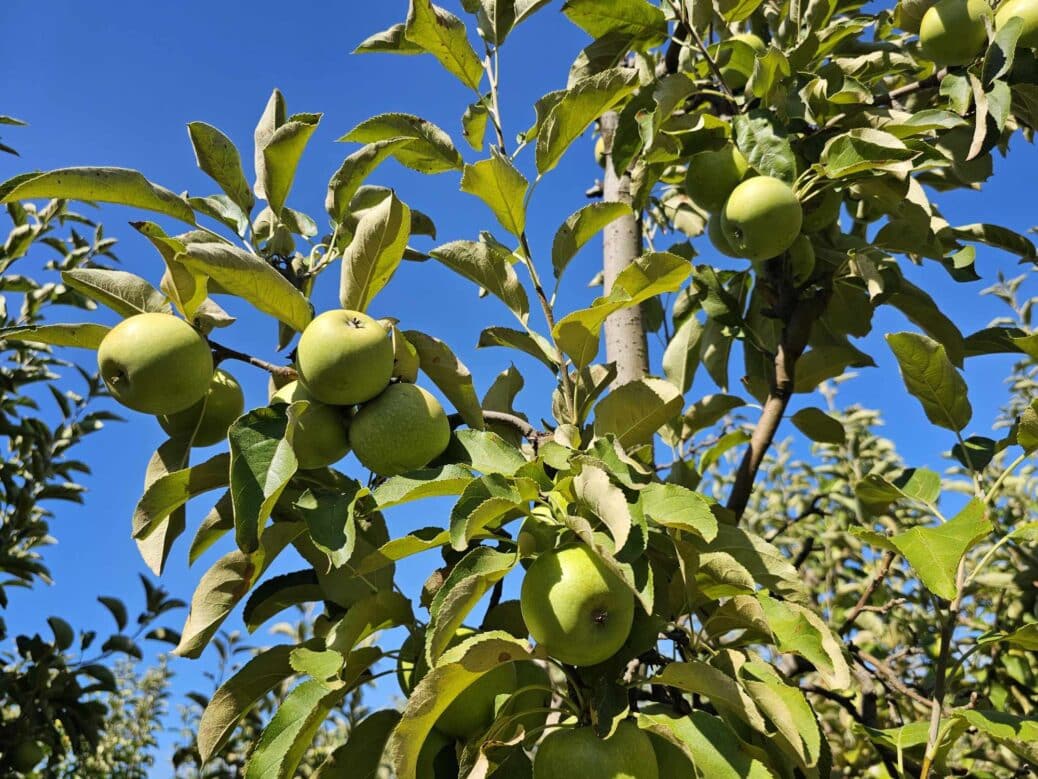The Fruit Corner Pickering Brook