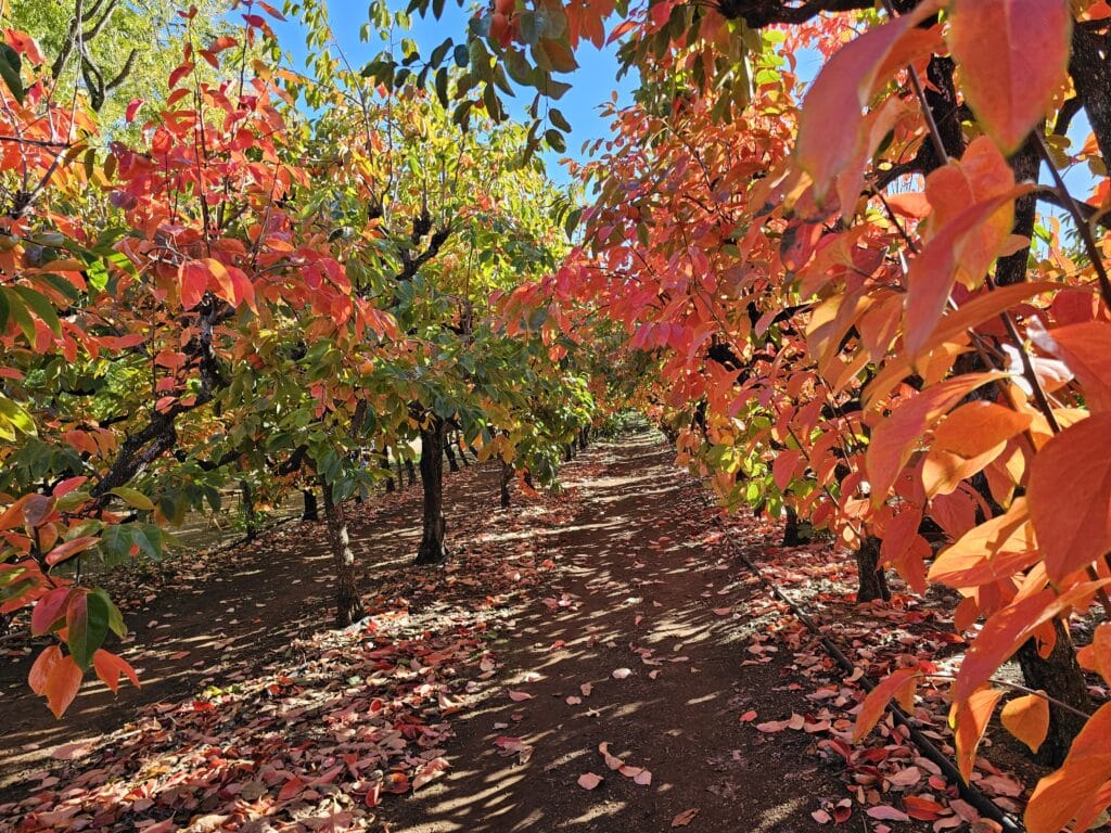 autumn leaves in perth