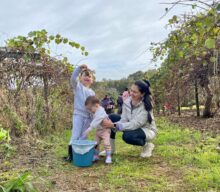 Kiwi Picking at Willow Springs Orchard