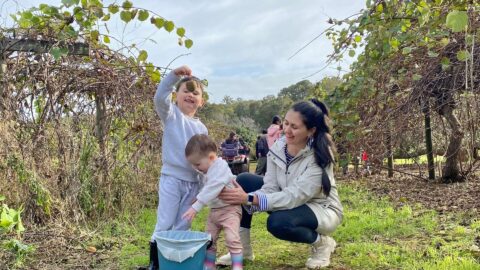 Kiwi Picking at Willow Springs Orchard