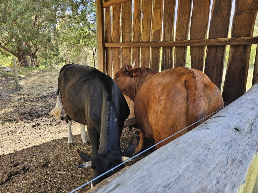 The Berry Farm Margaret River