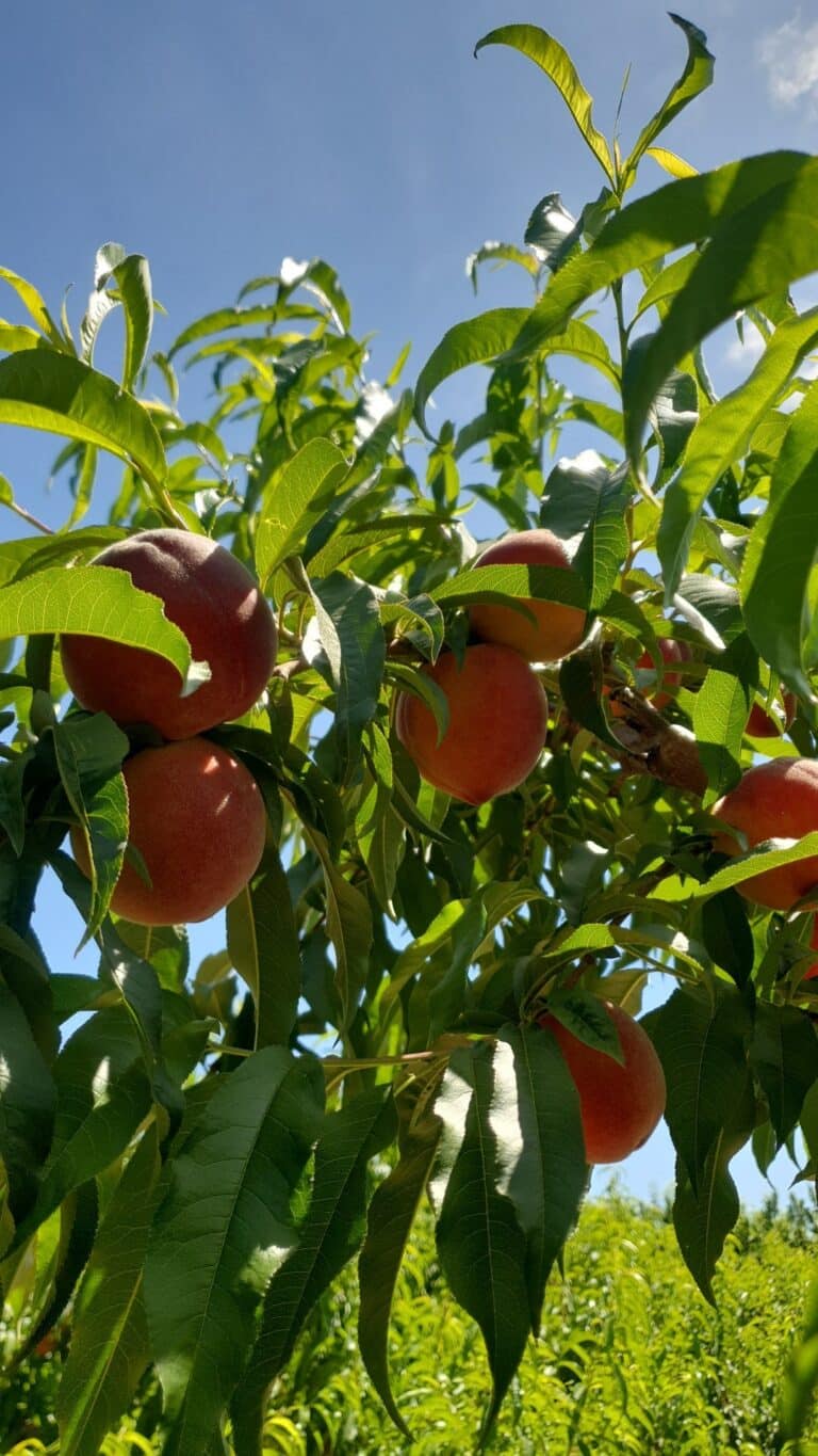 589814027 1803125050404371 266107357736036734 n 768x1365