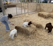 Mason’s Family Farm, Anketell